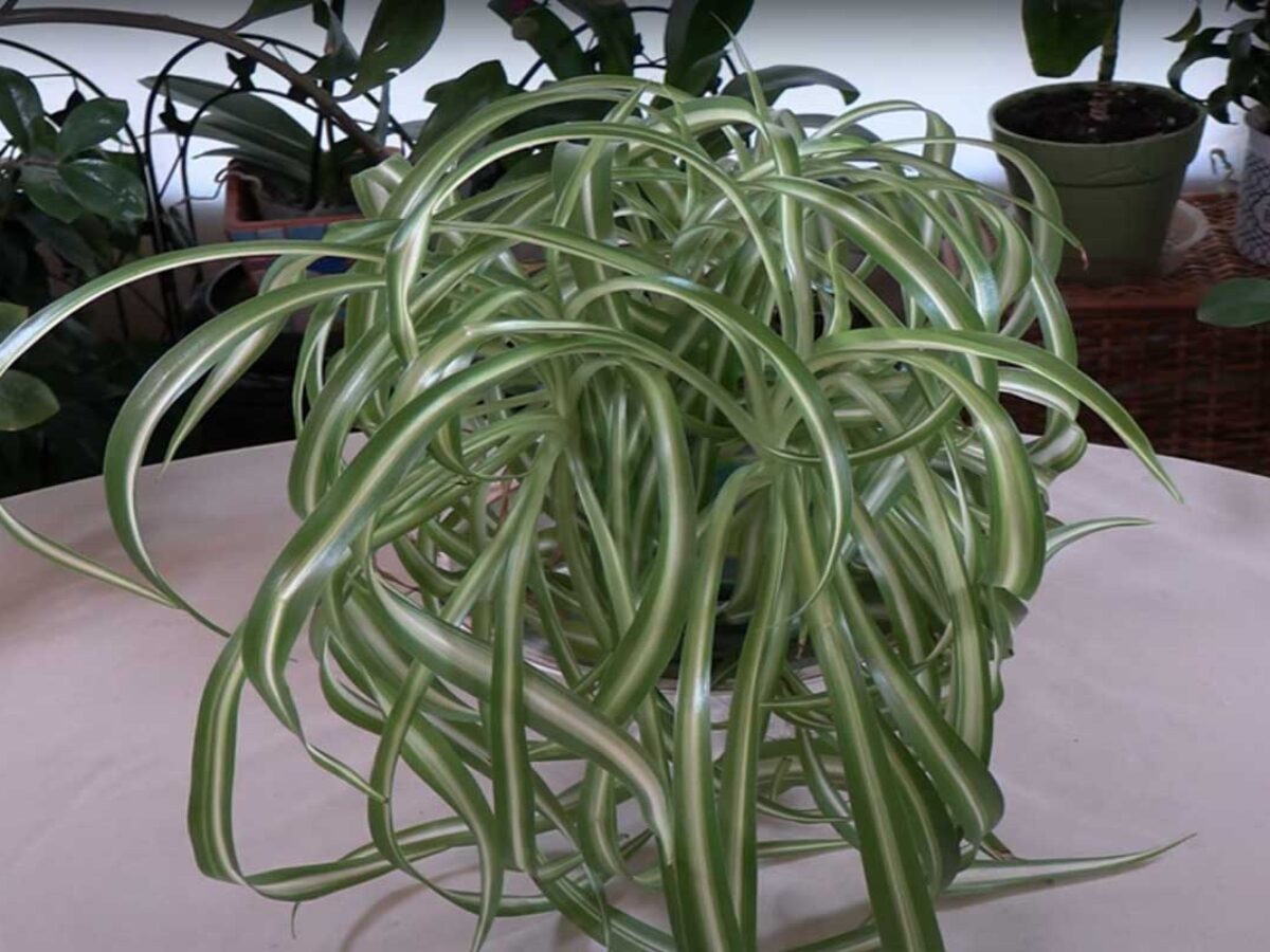 velvety pothos Philodendron 'Velvet'