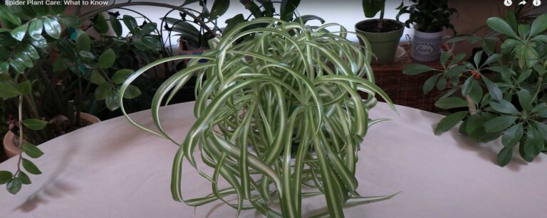 spider plant care