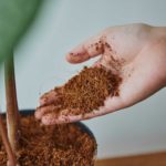 Fertilizing Your Houseplants