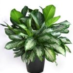 Guide to Low-Maintenance Houseplants