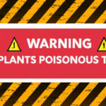 Plants Poisonous to Pets