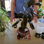 5 Easy Ways to Tell When to Water Houseplants