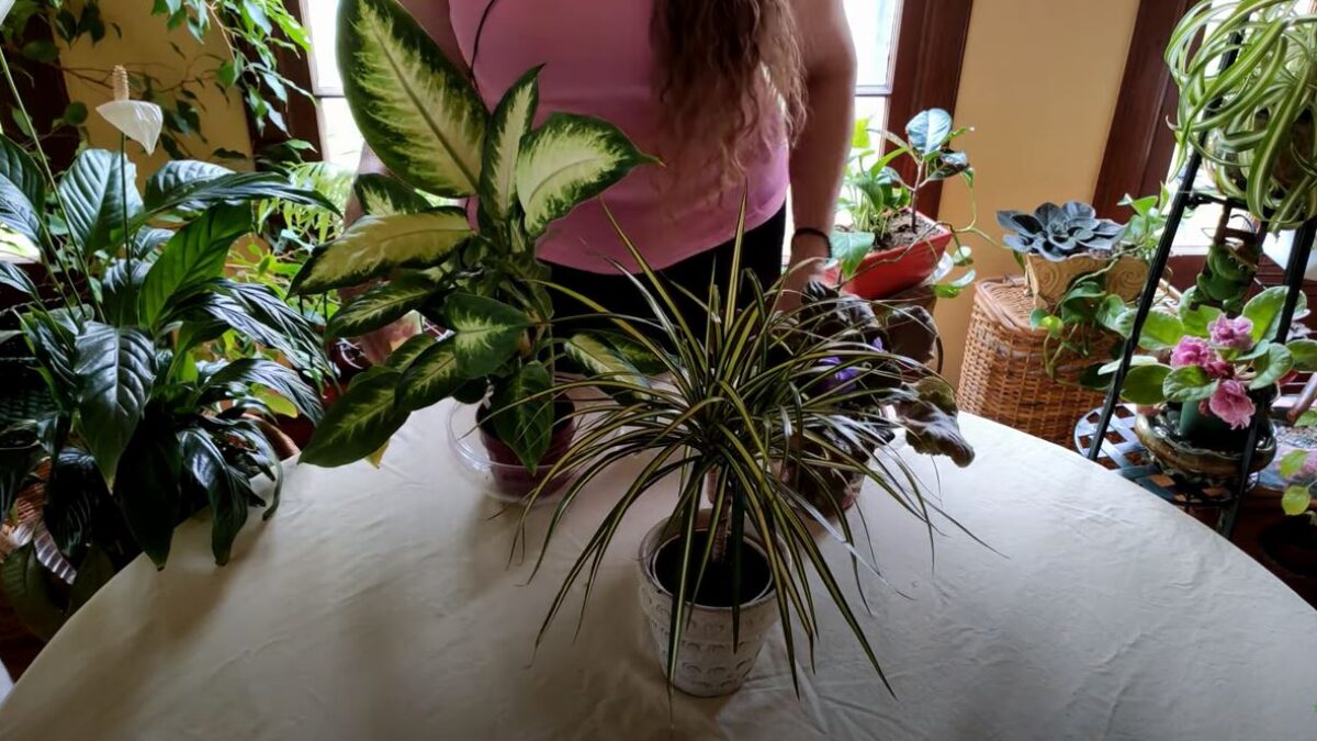 plant grow bag Grow Bags