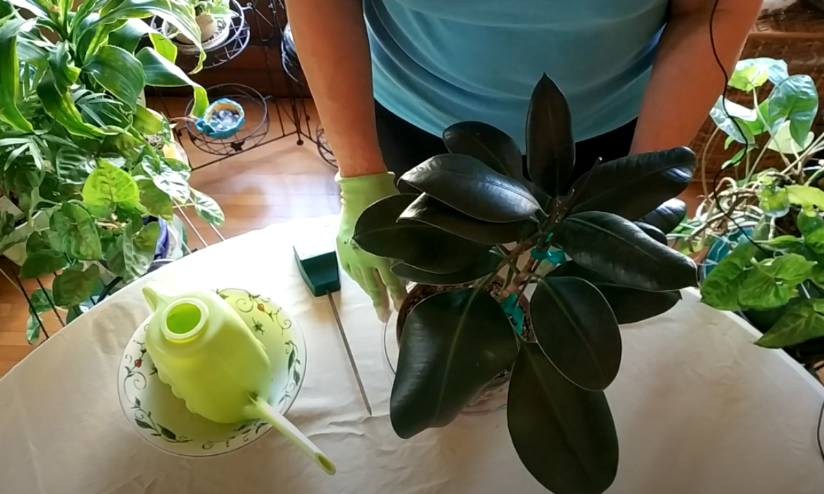 decorative pot for indoor plant Pre-potted Plant in Decorative Container  Mill Creek Gardens