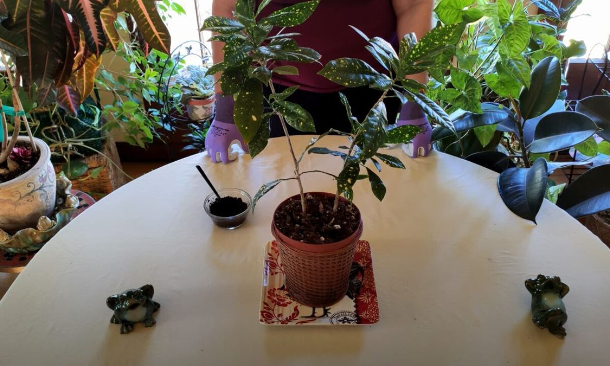 indoor planter pot ZZ Plant - Large (2-3' tall) Cement Grey Planter