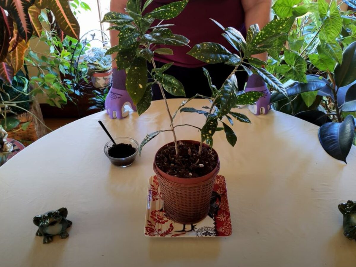 Are Coffee Grounds Good to Use on Houseplants?