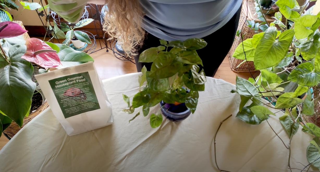 Arrowhead Plant CareWhat to Know