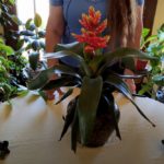 Bromeliad Indoor Care: What to Know