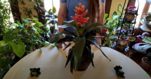 Bromeliad Indoor Care: What to Know