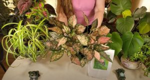 Chinese Evergreen Care: What to Know