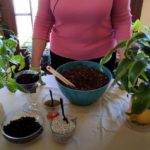 Choosing Soil for Repotting Houseplants (Part 3)