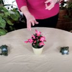 Christmas Cactus Plant Care: What to Know