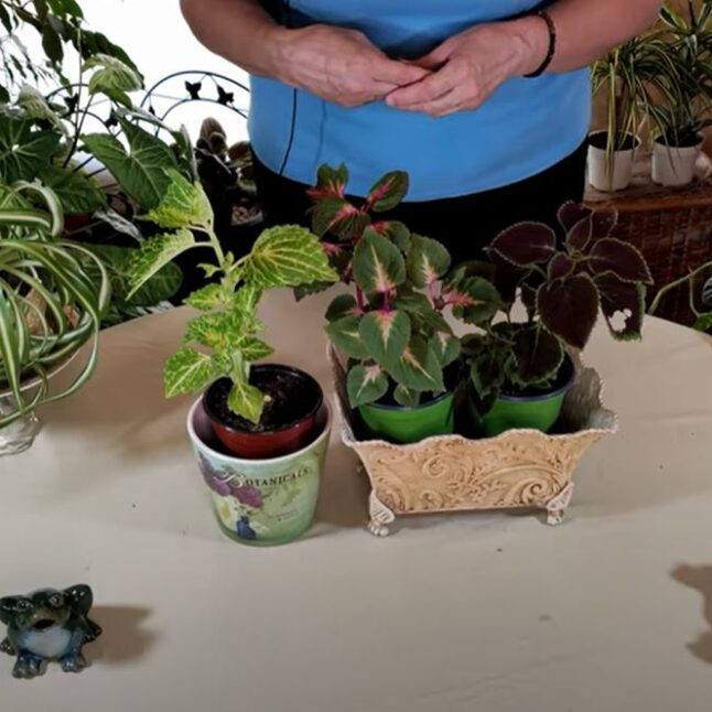 Coleus Indoor Care: What to Know