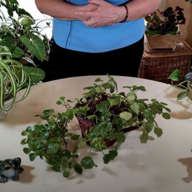 tiered plant stands indoor Plant Stand  Durable, Space-Saving Indoor Plant Display  MHB Hydroponics