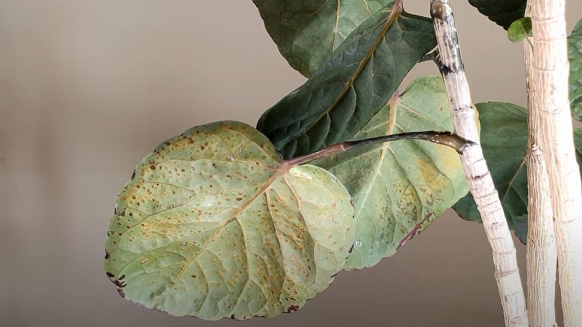 Edema: Does Your Houseplant Have It?