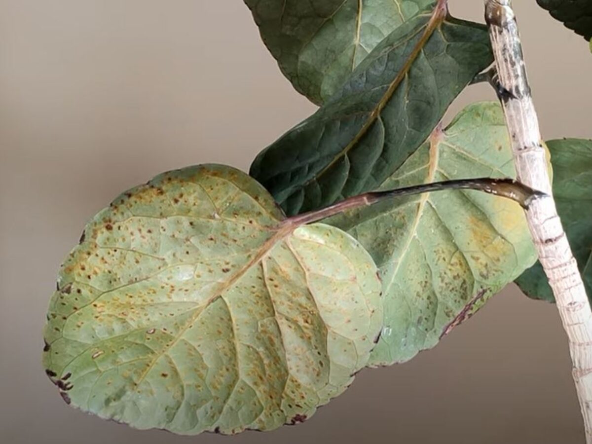 Edema: Does Your Houseplant Have It?