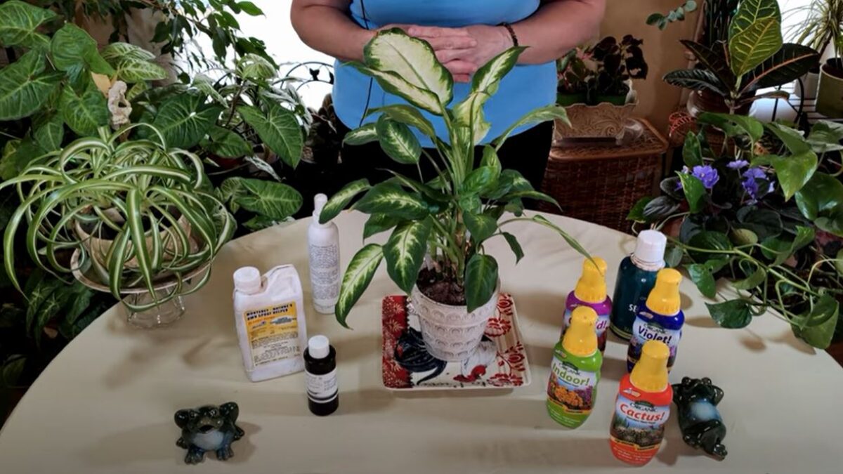 Foliar Feeding for Your Houseplants - Healthy Houseplants