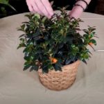 Gold Fish Plant Care: What to Know