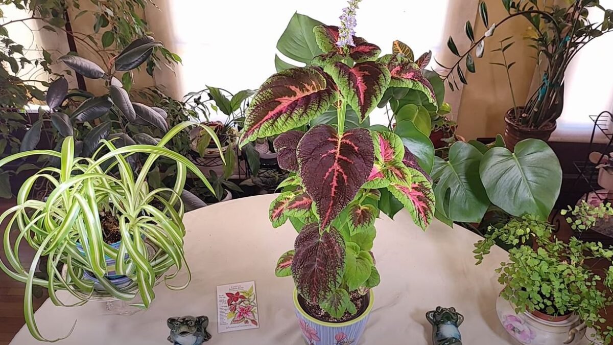 Growing Coleus from Seed