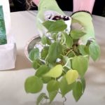 Heart-Leaf Philodendron Revival (Part 2)