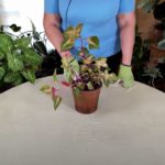 How and Where to Prune Houseplants