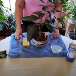 How and Why to Clean Your Houseplants