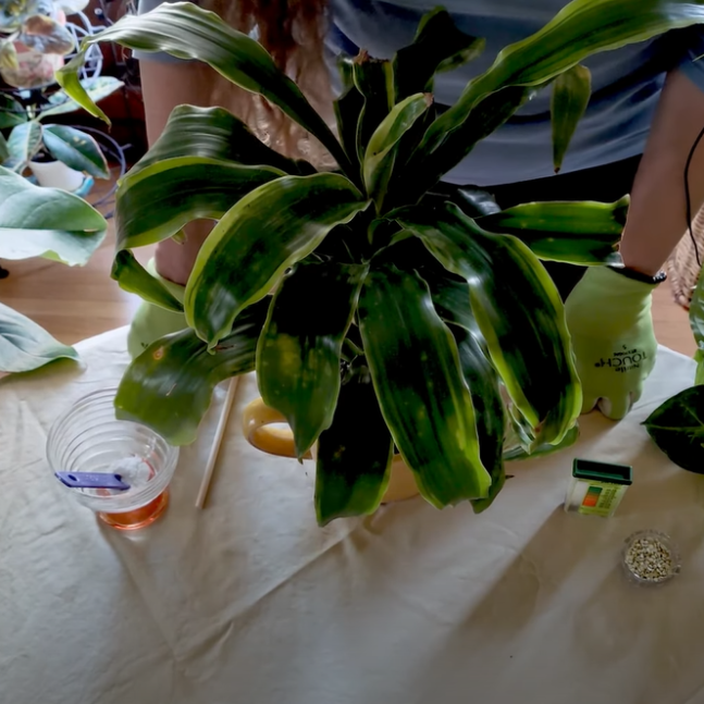 How to Change Houseplant Soil pH (Part 2)