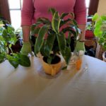 How to Change Houseplant Soil pH (Part 3)