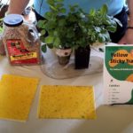 How to Get Rid of Fungus Gnats: Easy Organic Solutions
