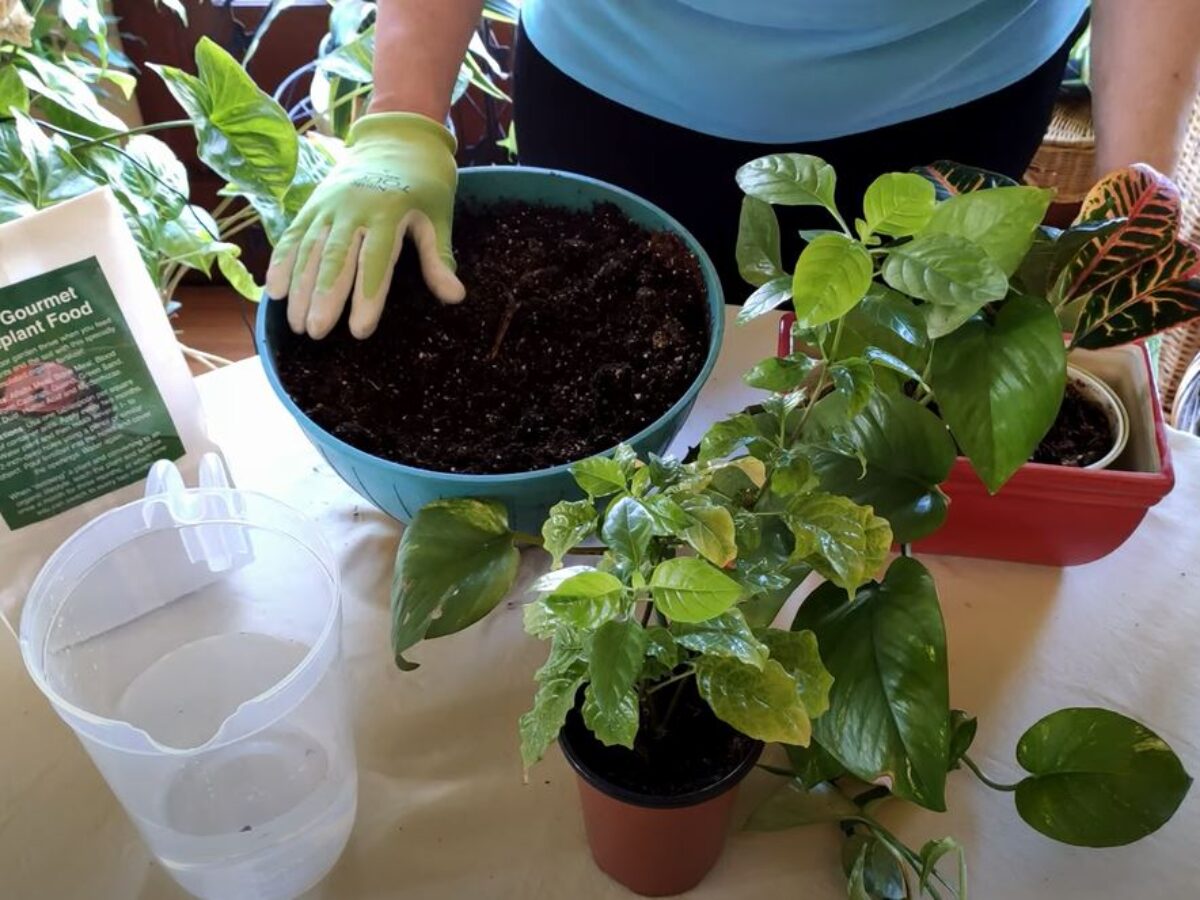 How to Make a Mixed Houseplant Container