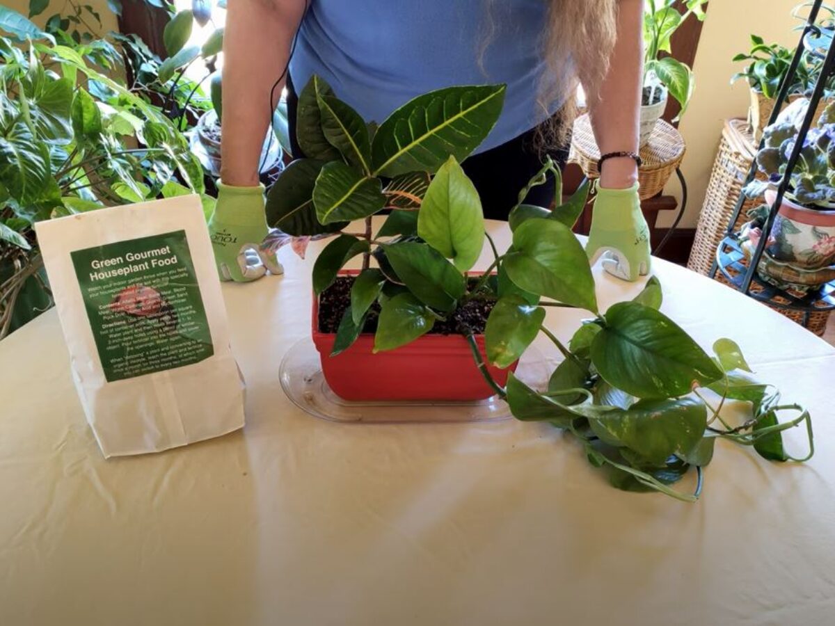 How to Make a Mixed Houseplant Container (Part 2) - Healthy Houseplants