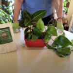 How to Make a Mixed Houseplant Container (Part 2)