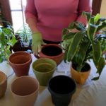 How to Pick a Pot for Houseplant Repotting (Part 2)