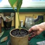 How to Plant an Avocado Tree Grown from a Pit