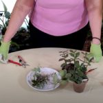 How to Propagate Succulents: Part 1