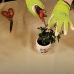 How to Prune Kalanchoe