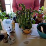 How to Repot Your Houseplant (Part 5)