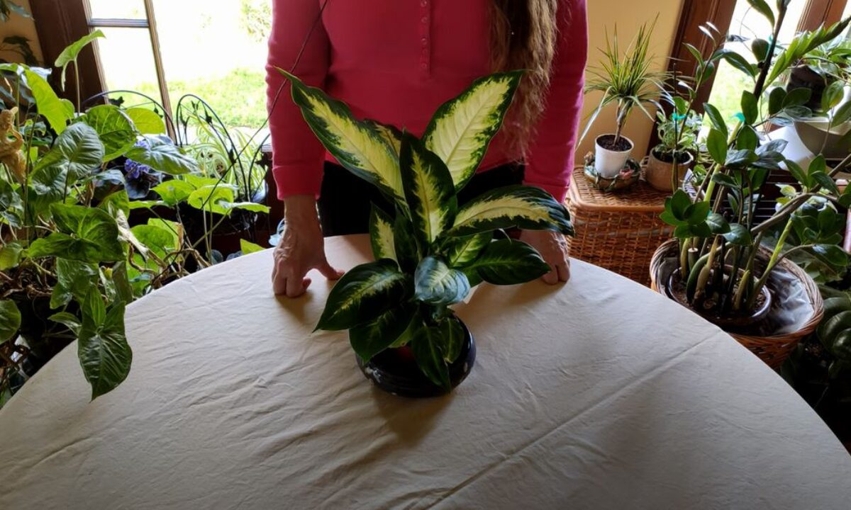How to Revive a Dumbcane Dieffenbachia (Part 3) - Healthy Houseplants
