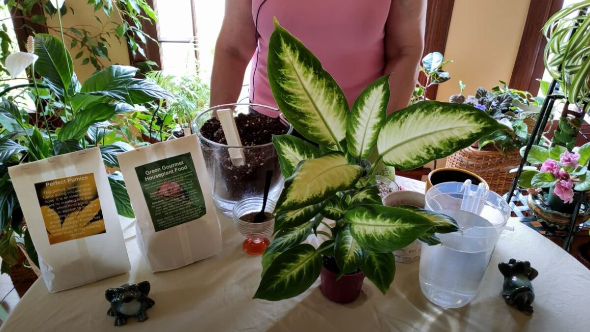 How to Revive a Dumbcane Dieffenbachia (Part 4)