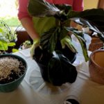 How to Revive a Fiddleleaf Fig (Part 1)