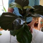 How to Revive a Fiddleleaf Fig (Part 2)