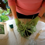 How to Revive a Spider Plant (Part 2)