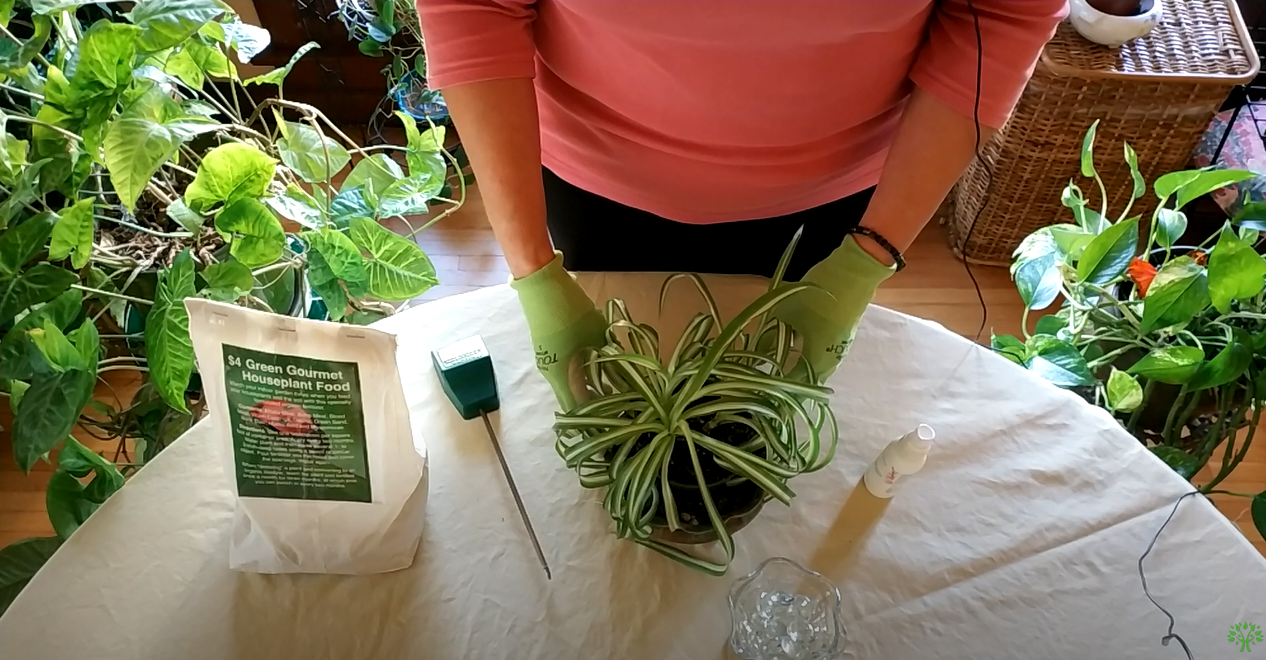 How to Revive a Spider Plant (Part 2)
