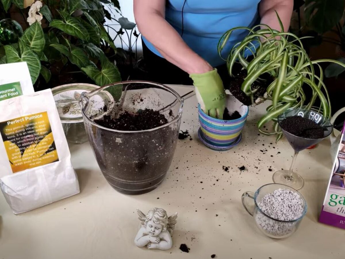 How to Revive a Spider Plant (Part 5)