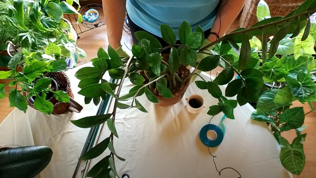 bamboo sticks for plant support Bamboo Stakes for Gardening