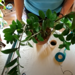 How to Stake My Houseplants (Part 2)