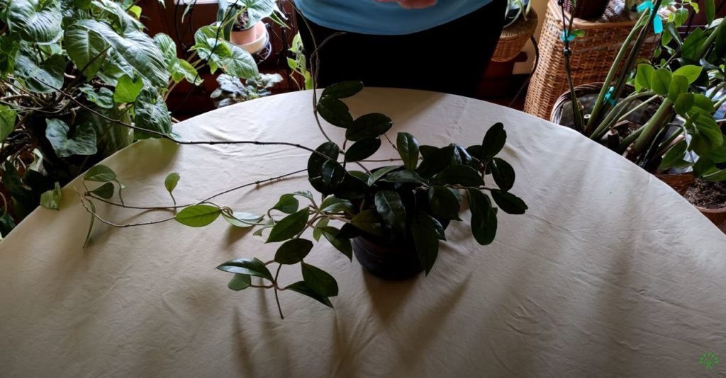 Hoya (Wax) Plant Care: What to Know