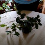Hoya (Wax) Plant Care: What to Know