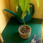 Indoor Avocado Tree Growing Progress