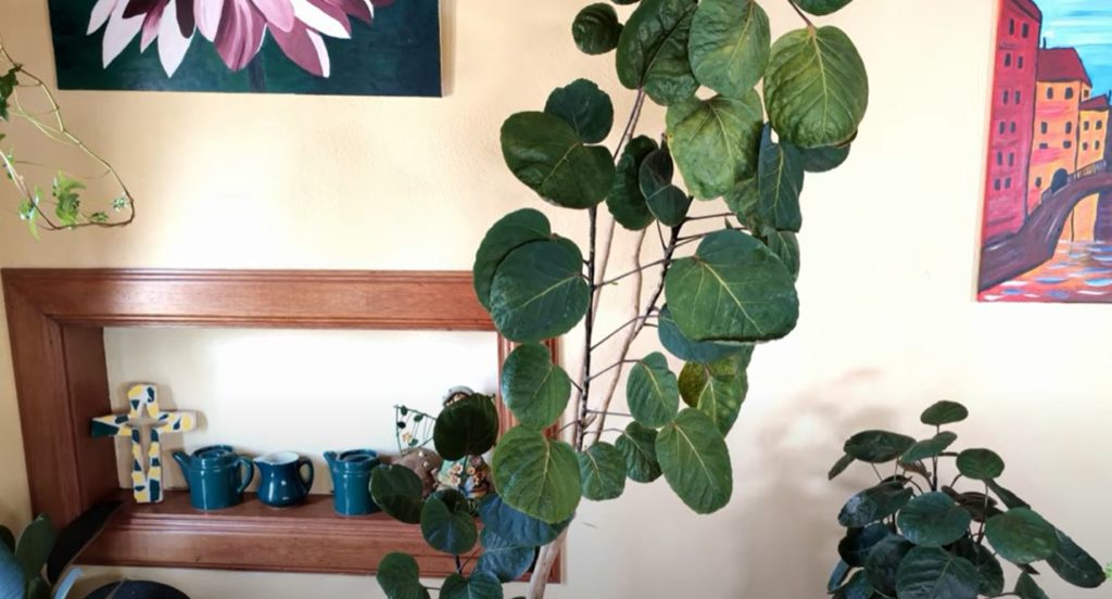 Ming Aralia Care What to Know